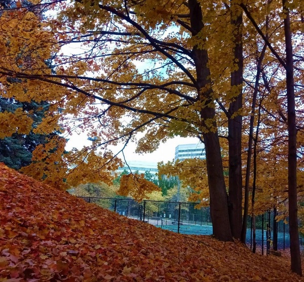 Pan Pacific Toronto image 19